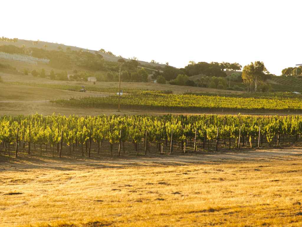 grieve family winery vineyard