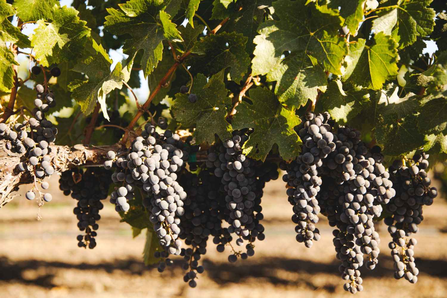 hanging grapes in vineyard