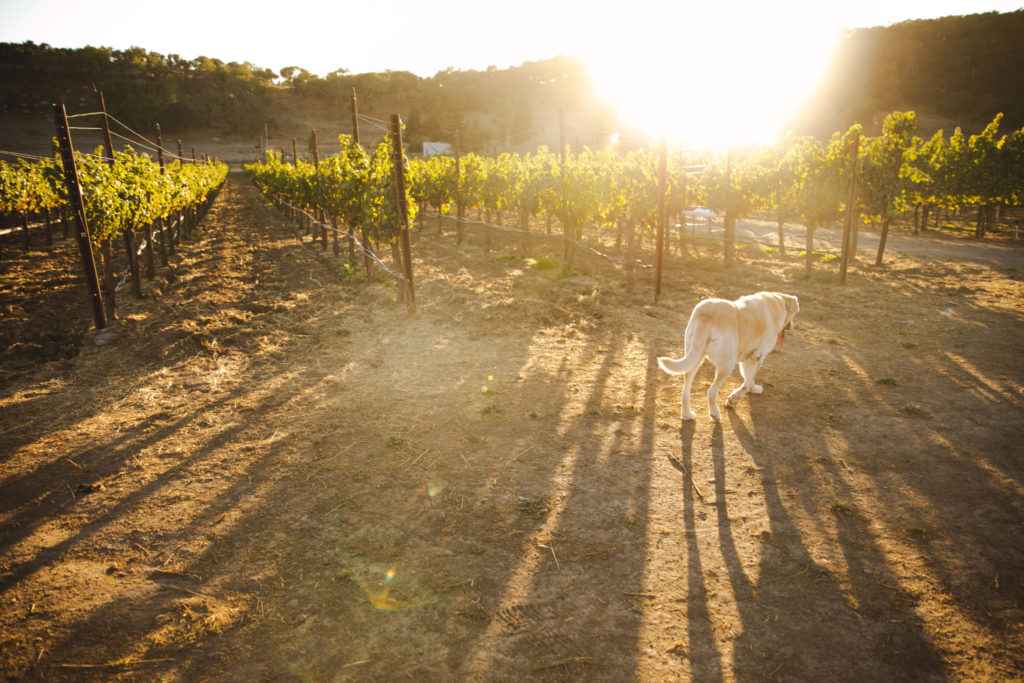 sun shining on vineyard