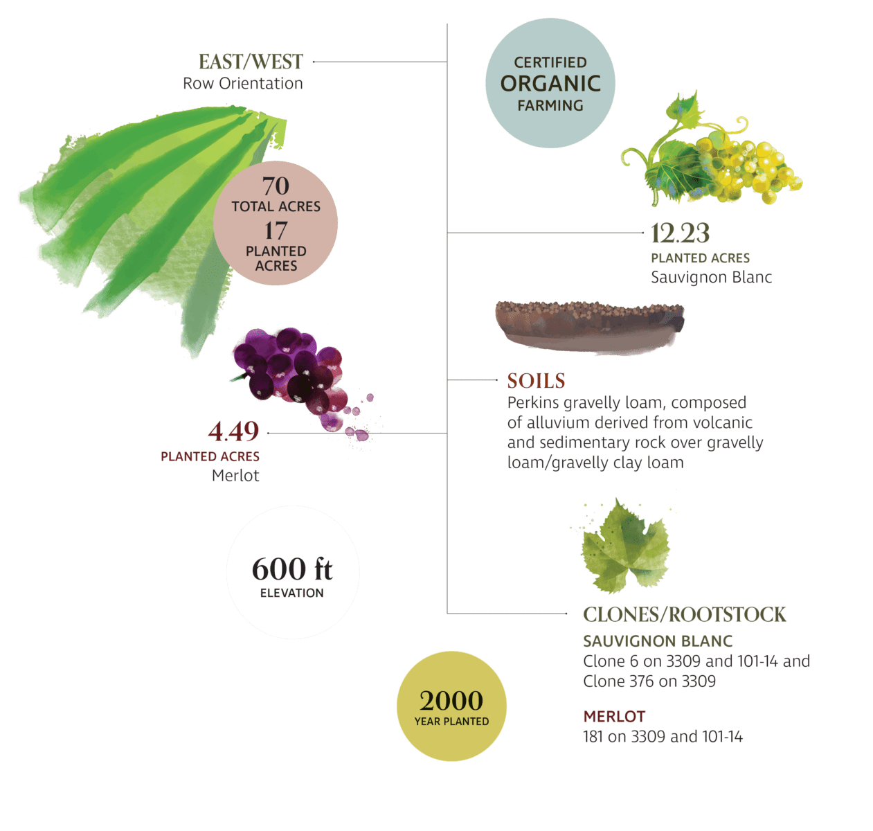 vineyard infographic